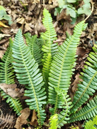 Podrzeń żebrowiec - Blechnum spicant