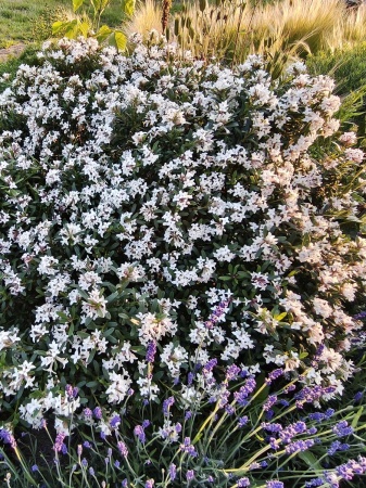 Wawrzynek transatlantycki biały - Daphne transatlantica