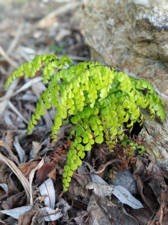 Niekropień wdzięczny - Adiantum venustum