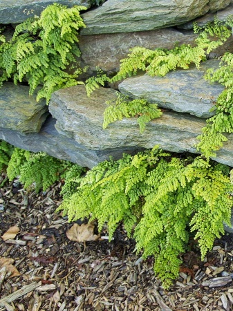 Niekropień wdzięczny - Adiantum venustum