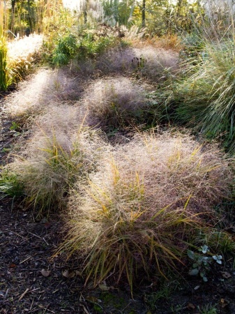 Miłka okazała - Eragrostis spectabilis