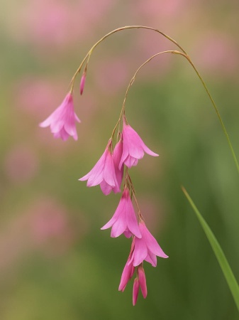 Dierama pulcherrimum