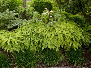 Niekropień stopowaty 'Imbricatum' - Adiantum pedatum 'Imbricatum'