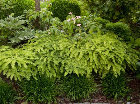 Niekropień stopowaty 'Imbricatum' - Adiantum pedatum 'Imbricatum'