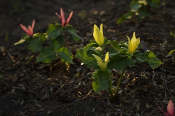 Trójlist żółty - Trillium luteum