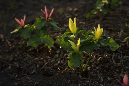 Trójlist żółty - Trillium luteum