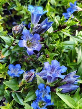 Goryczka siedmiodzielna - Gentiana septemfida var lagodechiana