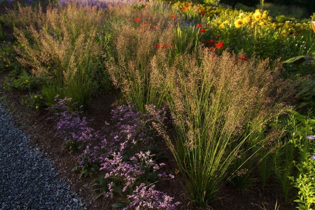 Trzęślica modra 'Banshee' PBR (Molinia caerulea 'Banshee'