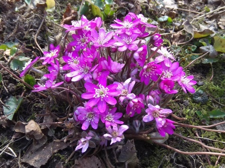 Przylaszczka różowa - Hepatica nobilis var. rosea