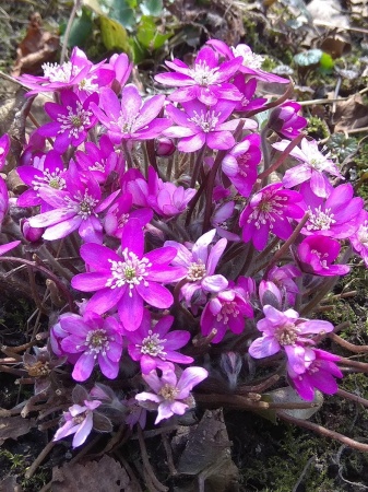 Przylaszczka różowa - Hepatica nobilis var. rosea