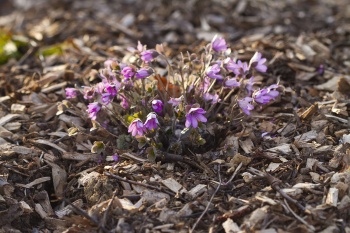 Przylaszczka różowa - Hepatica nobilis var. rosea