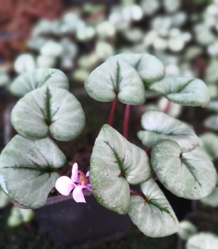 Cyklamen dyskowaty - Cyclamen coum