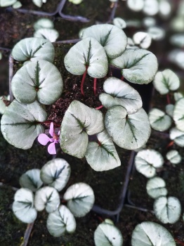 Cyklamen dyskowaty - Cyclamen coum