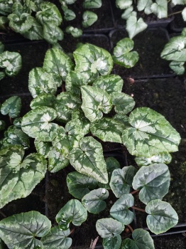 cyklamen coum hybrid 1.jpg