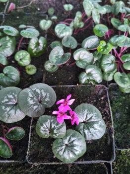 cyklamen coum hybrid 2.jpg