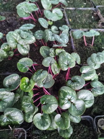 cyklamen coum hybrid 3.jpg