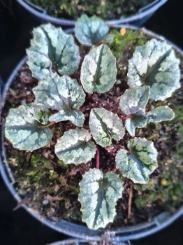 Cyklamen pseudibericum – Cyclamen pseudibericum
