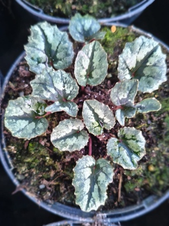 Cyklamen pseudibericum – Cyclamen pseudibericum