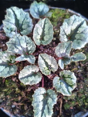 Cyklamen pseudibericum – Cyclamen pseudibericum