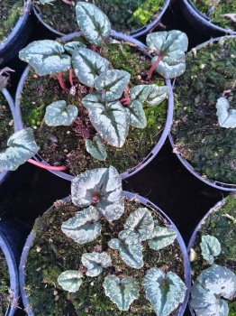 Cyklamen pseudibericum – Cyclamen pseudibericum
