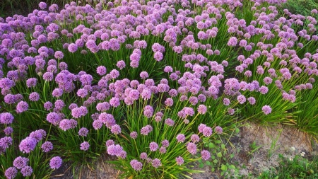 Czosnek 'Millenium' - Allium 'Millenium'