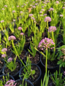 Czosnek 'Millenium' - Allium 'Millenium'