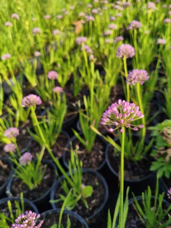 Czosnek 'Millenium' - Allium 'Millenium'