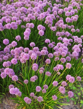 Czosnek 'Millenium' - Allium 'Millenium'