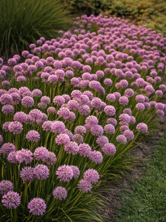 Czosnek "Summer Beauty" - Allium 'Summer Beauty'