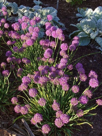 Czosnek 'Avatar' - Allium 'Avatar'