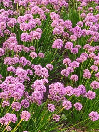 Czosnek 'In Orbit' - Allium senescens 'In Orbit'