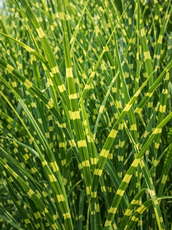Miskant chiński 'Zebrinus' - Miscanthus sinensis 'Zebrinus'