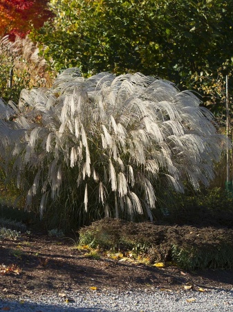 Miskant chiński 'Silver Charm' - Miscanthus sinensis 'Silver Charm'