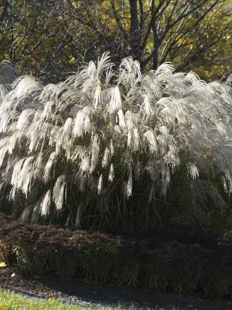 Miskant chiński 'Silver Charm' - Miscanthus sinensis 'Silver Charm'