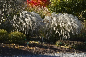 Miskant chiński 'Silver Charm' - Miscanthus sinensis 'Silver Charm'