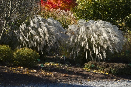 Miskant chiński 'Silver Charm' - Miscanthus sinensis 'Silver Charm'
