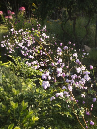 Rutewka Delavaya - Thalictrum delavayi