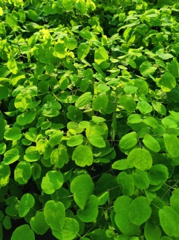 Rutewka Delavaya - Thalictrum delavayi
