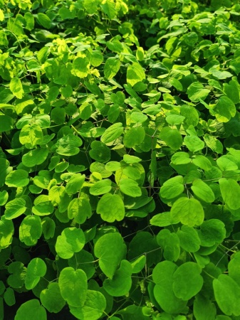 Rutewka Delavaya - Thalictrum delavayi