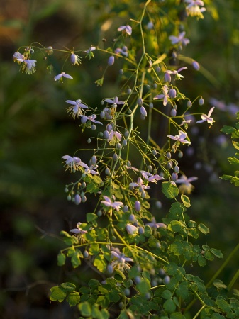 Rutewka Delavaya - Thalictrum delavayi