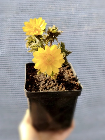 Miłek amurski 'Ramosa' - Adonis amurensis 'Ramosa'