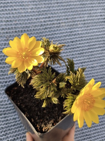 Miłek amurski 'Ramosa' - Adonis amurensis 'Ramosa'