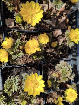 Miłek amurski 'Ramosa' - Adonis amurensis 'Ramosa'