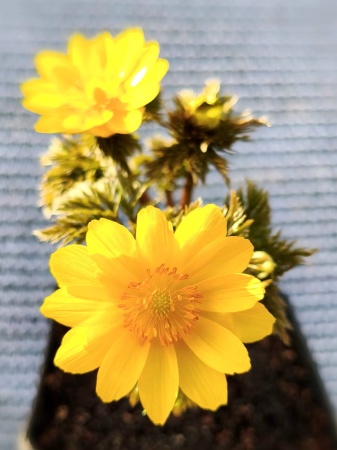 Miłek amurski 'Ramosa' - Adonis amurensis 'Ramosa'