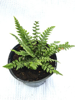 Paprotnik łuskowaty - Polystichum neolobatum