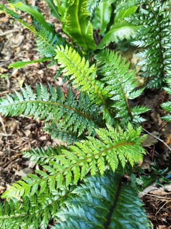Paprotnik łuskowaty - Polystichum neolobatum