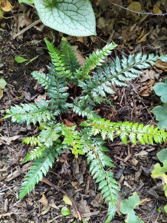 Paprotnik łuskowaty - Polystichum neolobatum