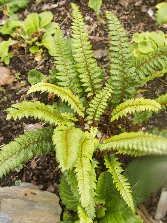 Paprotnik łuskowaty - Polystichum neolobatum