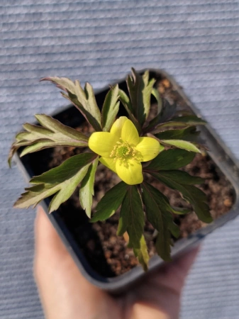 Zawilec lipski - Anemone lipiensis