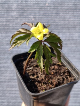 Zawilec lipski - Anemone lipiensis